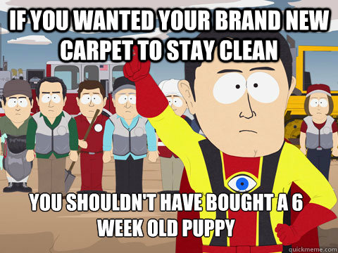 If you wanted your brand new carpet to stay clean You shouldn't have bought a 6 week old puppy  Captain Hindsight