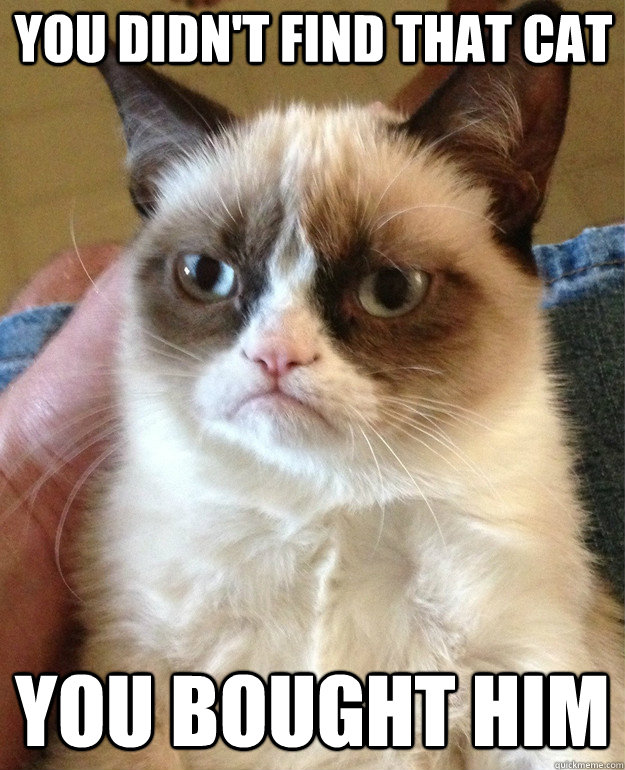 you didn't find that cat you bought him  Grumpy Cat