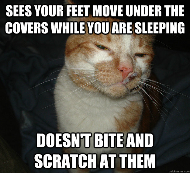 Sees your feet move under the covers while you are sleeping doesn't bite and scratch at them  Cool Cat Craig
