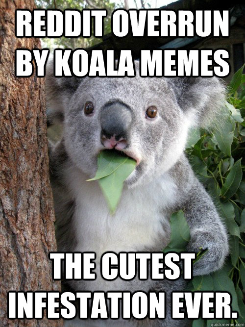 Reddit Overrun by Koala memes The cutest infestation ever.  koala bear