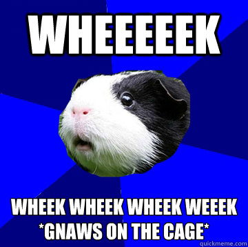 Wheeeeek wheek wheek wheek weeek
*gnaws on the cage* - Wheeeeek wheek wheek wheek weeek
*gnaws on the cage*  Jumpy Guinea Pig