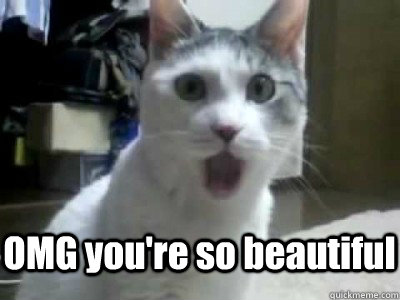  OMG you're so beautiful -  OMG you're so beautiful  omg cat