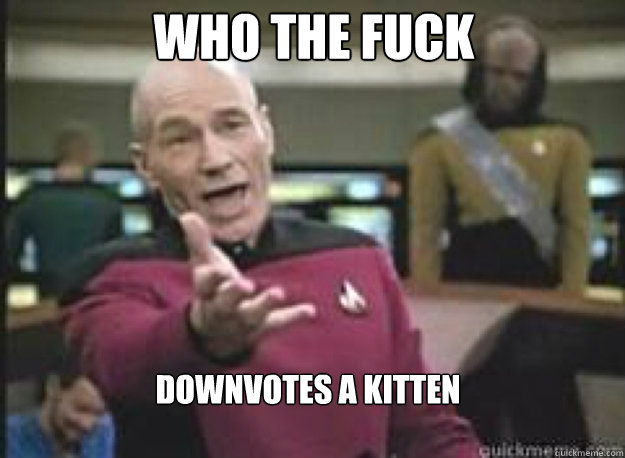 Who the fuck downvotes a kitten  What the Fuck