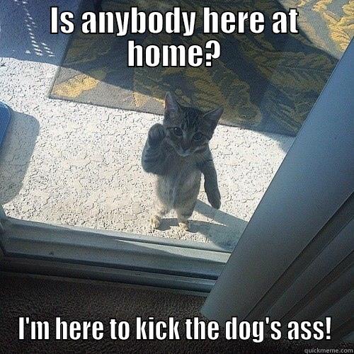 IS ANYBODY HERE AT HOME? I'M HERE TO KICK THE DOG'S ASS! Misc