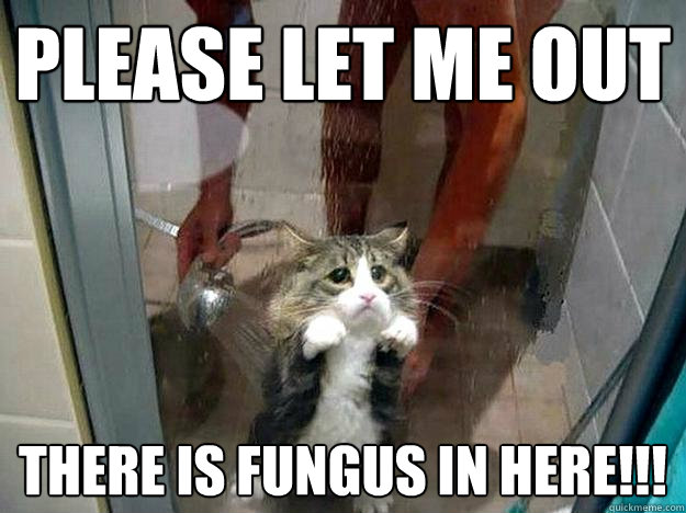 Please let me out there is fungus in here!!!  Shower kitty