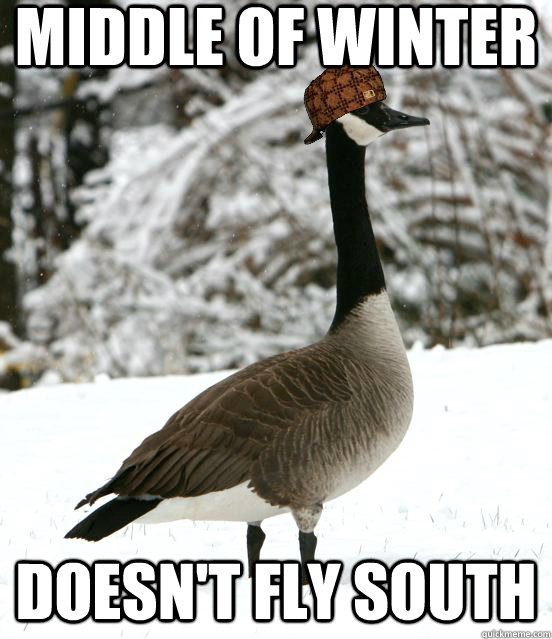 Middle of Winter Doesn't Fly South  Scumbag Goose