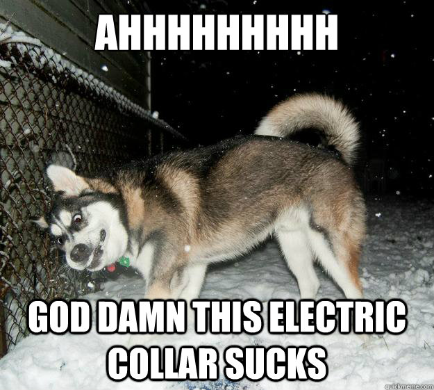 ahhhhhhhhh god damn this electric collar sucks  Sudden Clarity Canine