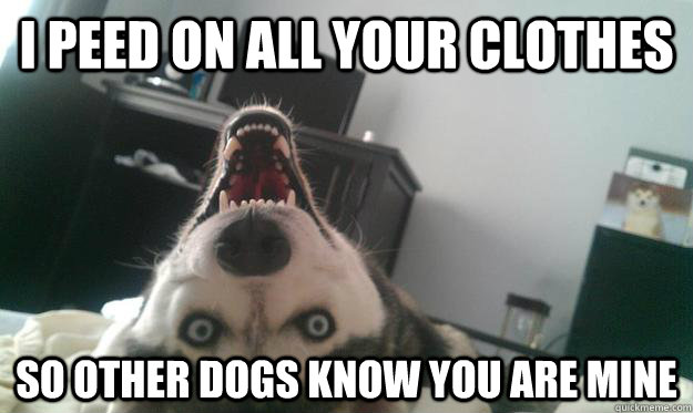 I peed on all your clothes so other dogs know you are mine  Over Obsessive Dog