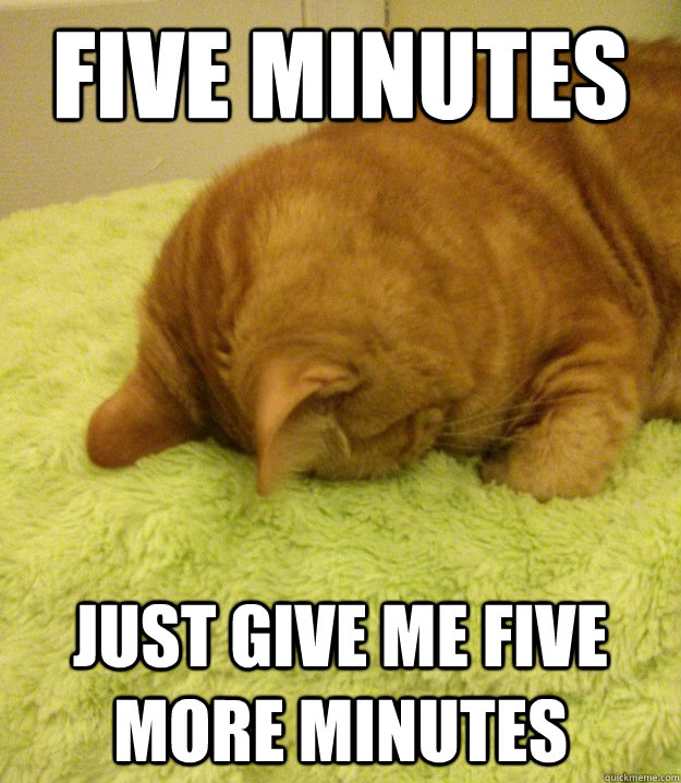 Five minutes just give me five more minutes  Monday Cat