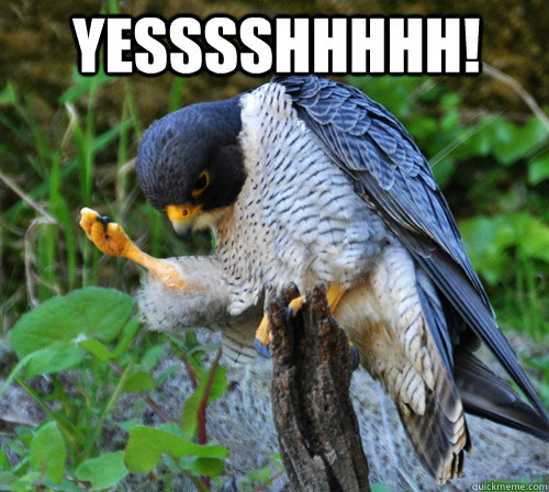 Yesssshhhhh!  - Yesssshhhhh!   Success Falcon