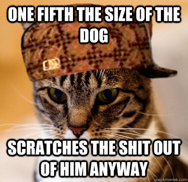 one fifth the size of the dog scratches the shit out of him anyway  Scumbag Cat