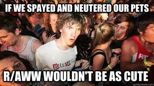 if we spayed and neutered our pets r/aww wouldn't be as cute  Sudden Clarity Clarence