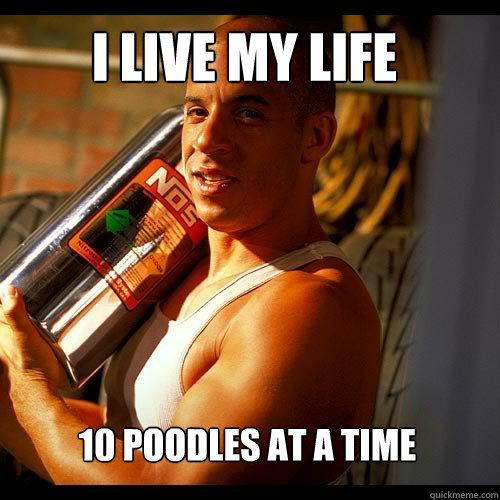 I LIVE MY LIFE 10 POODLES AT A TIME   Vin Diesel
