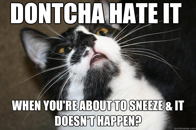 Dontcha hate it when you're about to sneeze & it doesn't happen? - Dontcha hate it when you're about to sneeze & it doesn't happen?  Cat meme