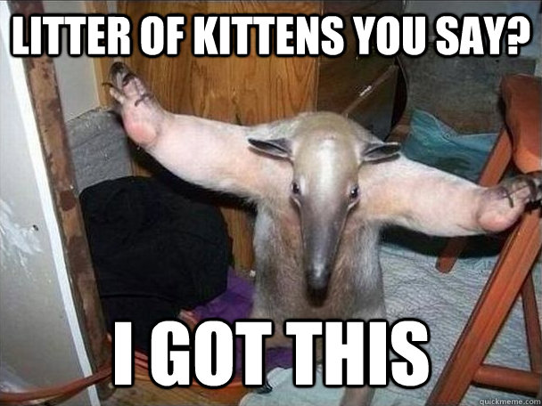 litter of kittens you say? i got this  I got this