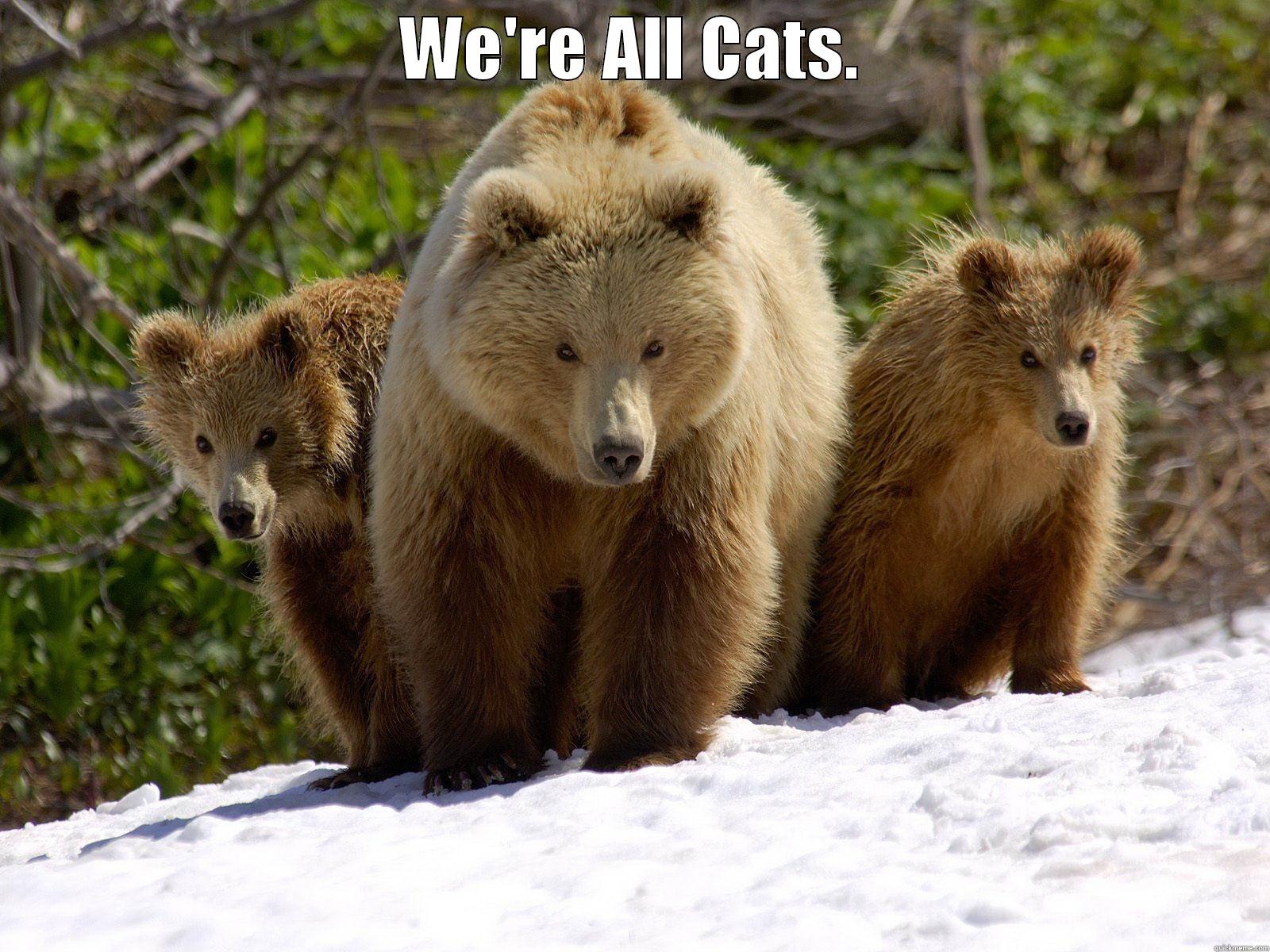 WE'RE ALL CATS.  Misc
