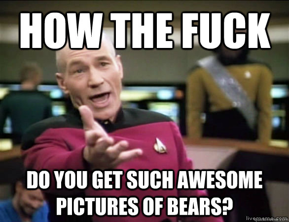 How the fuck Do you get such awesome pictures of bears?  Annoyed Picard HD
