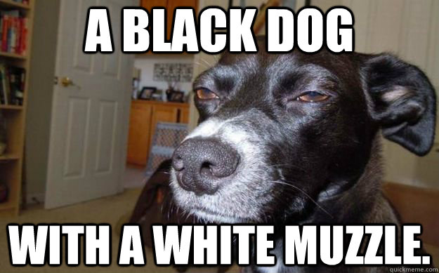 A black dog with a white muzzle.  Skeptical Mutt