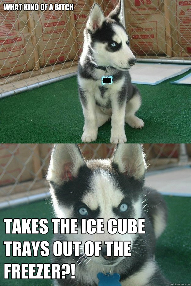 WHAT KIND OF A BITCH TAKES THE ICE CUBE TRAYS OUT OF THE FREEZER?!
  Insanity puppy