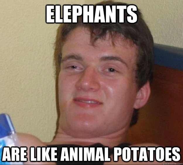 elephants are like animal potatoes  10guy