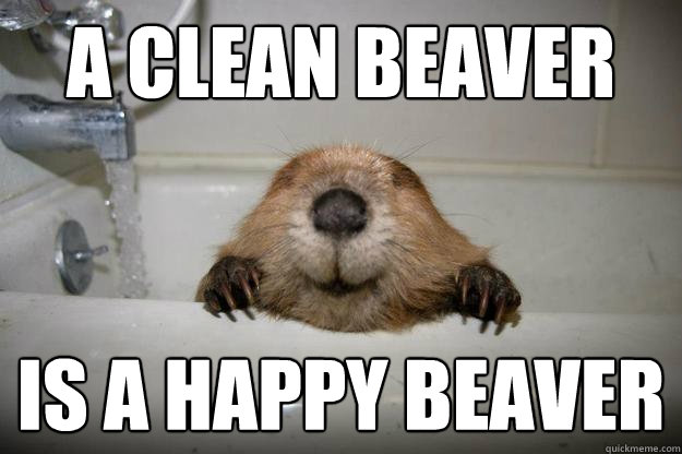 A Clean beaver Is a happy beaver  