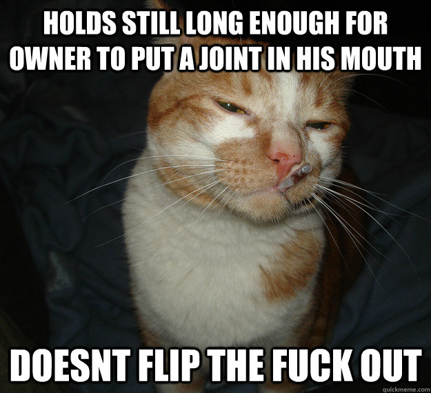 Holds still long enough for owner to put a joint in his mouth doesnt flip the fuck out  Cool Cat Craig