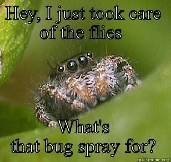 Misunderstood spider - HEY, I JUST TOOK CARE OF THE FLIES  WHAT'S THAT BUG SPRAY FOR? Misunderstood Spider