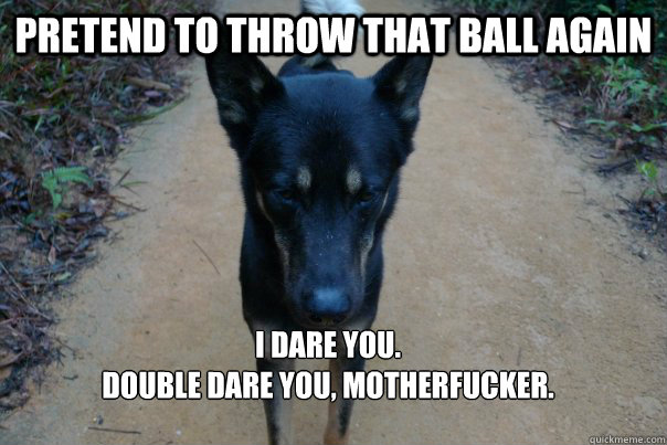 dog ball memes quickmeme