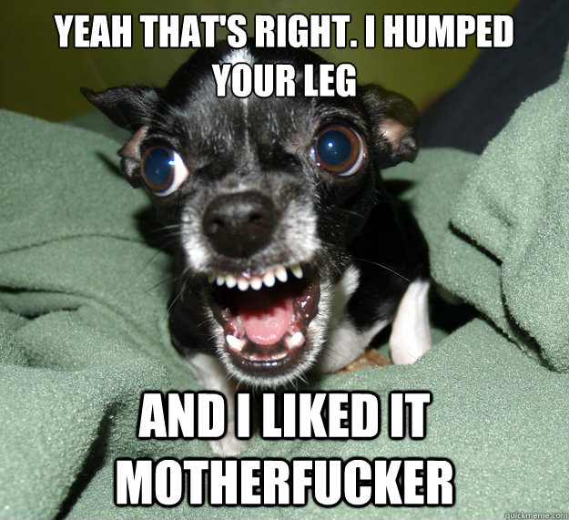 yeah that's right. i humped your leg and i liked it motherfucker  Chihuahua Logic