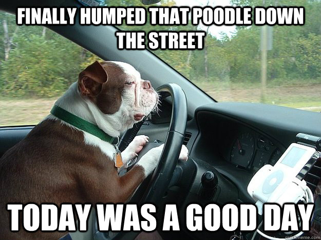 Finally humped that poodle down the street today was a good day - Finally humped that poodle down the street today was a good day  Bad Driver Dog