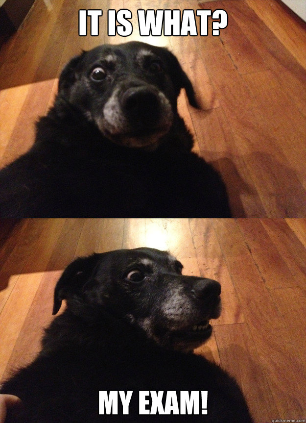 It is what? MY EXAM! - It is what? MY EXAM!  suddenly sober dog