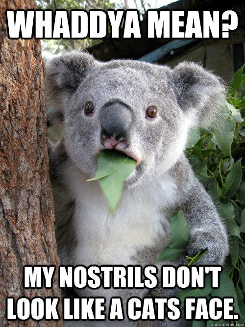Whaddya mean? my nostrils don't look like a cats face.  koala bear