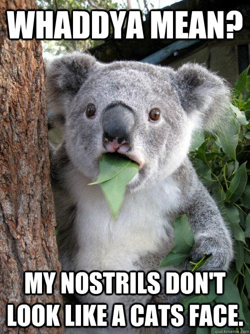 Whaddya mean? my nostrils don't look like a cats face. - Whaddya mean? my nostrils don't look like a cats face.  koala bear