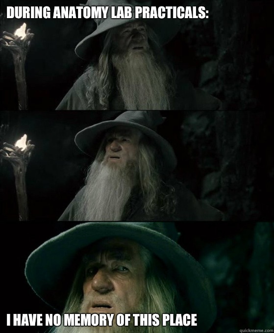 During anatomy lab practicals: I have no memory of this place  Confused Gandalf