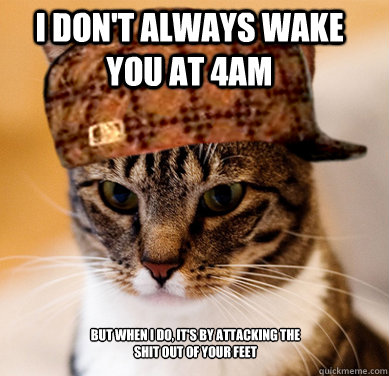 I don't always wake you at 4AM but when I do, it's by attacking the shit out of your feet  Scumbag Cat