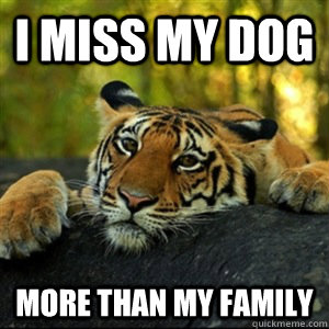 I miss my dog more than my family - I miss my dog more than my family  Confession Tiger