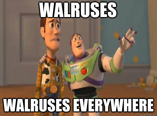 Walruses Walruses everywhere  Prox Everywhere