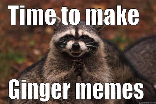 TIME TO MAKE  GINGER MEMES Evil Plotting Raccoon