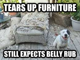 Tears up furniture Still expects belly rub  Bad Dog Brutus