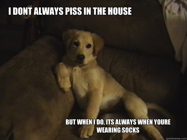 I dont always piss in the house but when I do, its always when youre wearing socks - I dont always piss in the house but when I do, its always when youre wearing socks  The Most Interesting Dog in the World