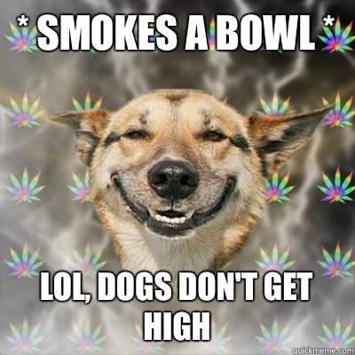 * smokes a bowl * Lol, dogs don't get high  Stoner Dog