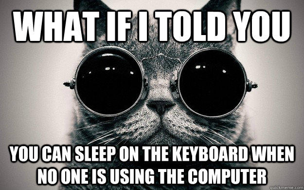 What if i told you You can sleep on the keyboard when no one is using the computer - What if i told you You can sleep on the keyboard when no one is using the computer  Morpheus Cat Facts