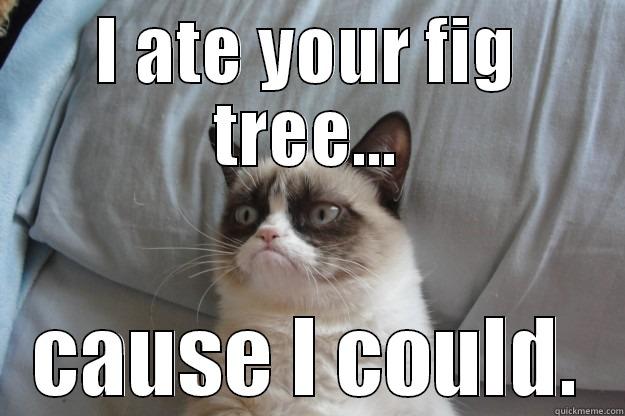 I ATE YOUR FIG TREE... CAUSE I COULD. Grumpy Cat