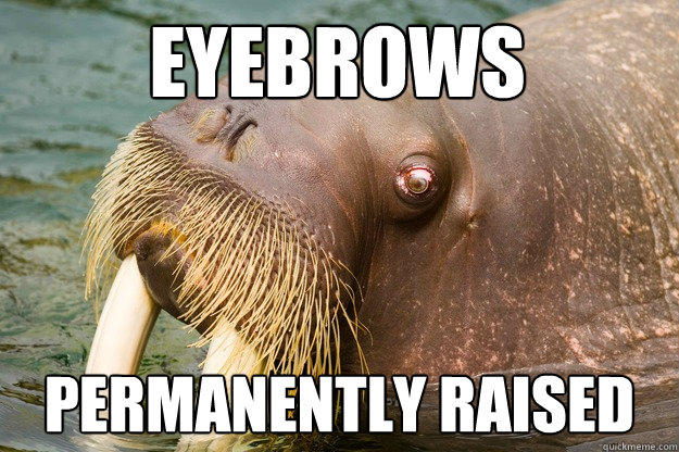 Eyebrows PERManently raised - Eyebrows PERManently raised  Judgmental Walrus