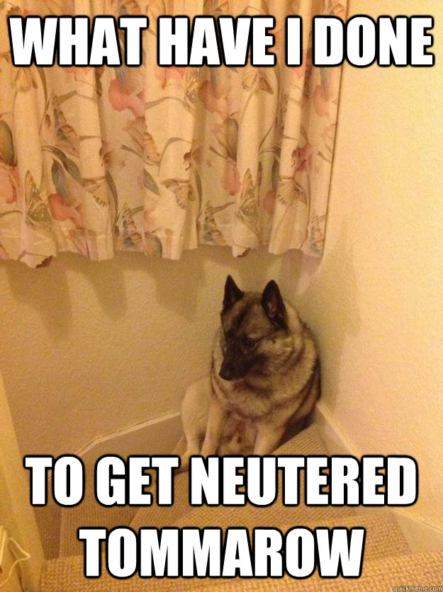 What have I done to get neutered tommarow  upset dog