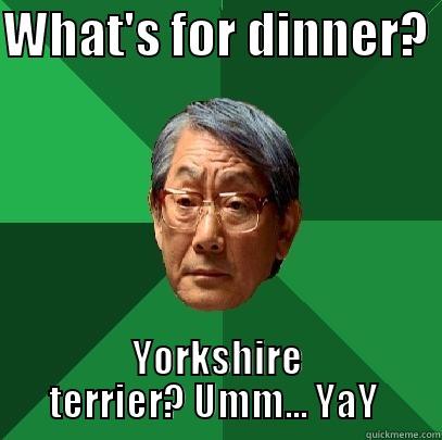 WHAT'S FOR DINNER?  YORKSHIRE TERRIER? UMM... YAY  High Expectations Asian Father