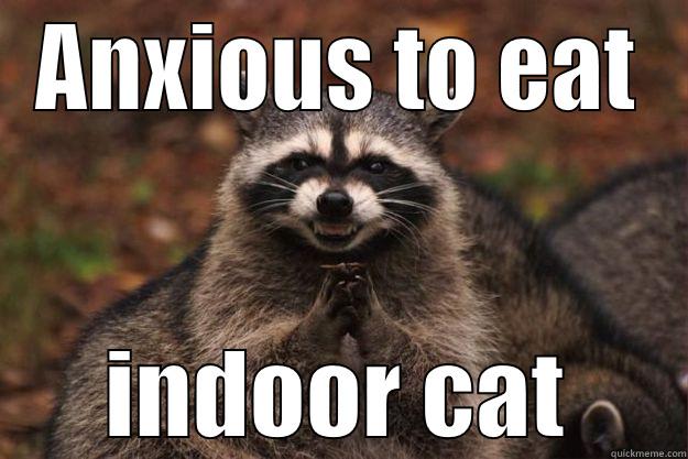 ANXIOUS TO EAT INDOOR CAT Evil Plotting Raccoon
