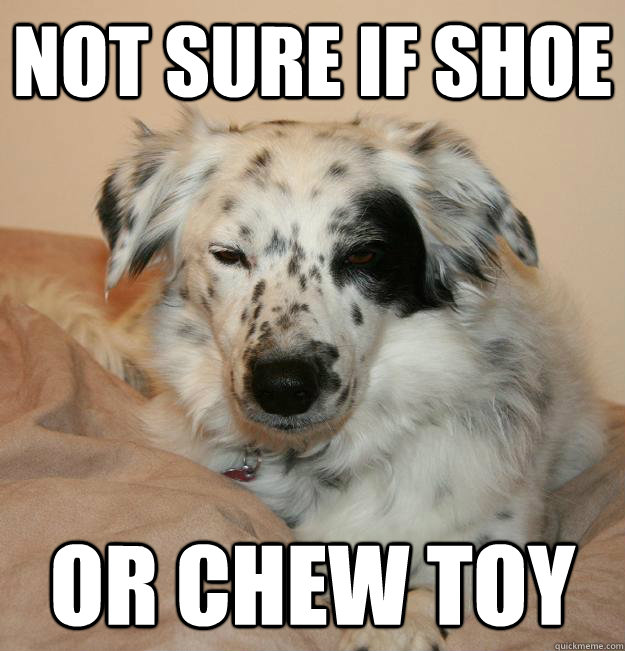 Not sure if shoe or chew toy - Not sure if shoe or chew toy  Frye Dog