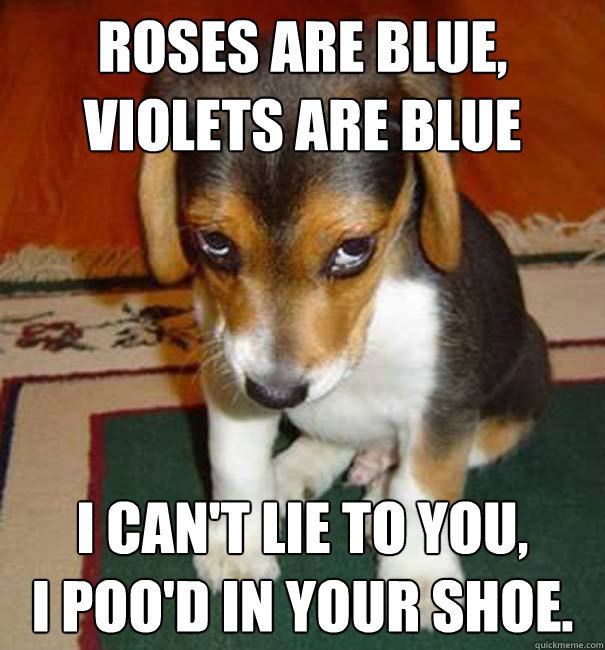 guilty puppy memes quickmeme