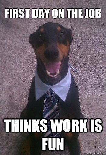 First Day on the job Thinks work is fun - First Day on the job Thinks work is fun  First Day on the Job Dog